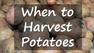 When to Harvest Potatoes [upl. by Elocen]