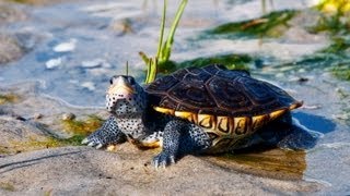 Whats a Diamondback Terrapin Turtle  Pet Turtles [upl. by Ambrogio]