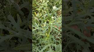 🍥Parthenium hysterophorus L Harmful and Beneficial Aspects  A Review shorts youtubeshorts fyp [upl. by Janet]