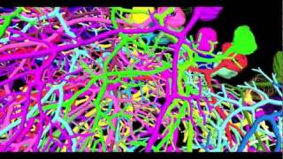 A 3D reconstructed quotforestquot of neurons [upl. by Scheers259]