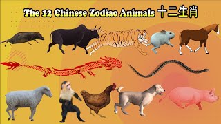 12 Chinese Zodiac Animals十二生肖 [upl. by Negroj]