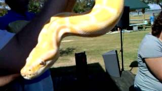 Texas Snakes quotClint The Snake Manquot Huge Albino Burmese Python Python [upl. by Fanning22]