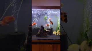 Planted goldfish tank drift wood [upl. by Anneiv]