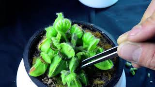 PlantH08 Cephalotus Hummers Giant  biweekly maintenance – 10624 [upl. by Porett]