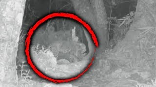 Wildlife Expert Catches Extinct Zanzibar Leopard on Camera [upl. by Dennison190]