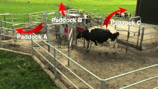 Robotic milking fits perfectly with grazing with the Lely Astronaut [upl. by Lello]