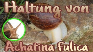 Haltung von Achatina fulica  Große Achatschnecke [upl. by Leahcam]