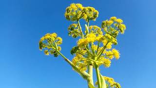 Ferula Asafoetida  asafoetida  الكلخ [upl. by Carola]