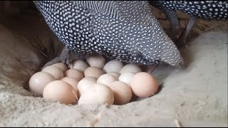 Fascinating Guinea Fowl Live Egglaying 🐣🥚  Unique Natures Miracle 🌿🌍 [upl. by Kong415]