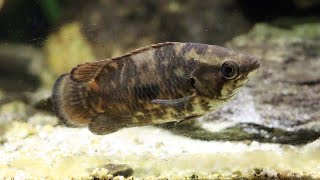 Species Profile Ctenopoma weeksii  The mottled Bushfish [upl. by Brasca]