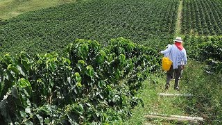 Cómo Cultivar Café para Exportación en el Cauca  TvAgro por Juan Gonzalo Angel [upl. by Aikam]