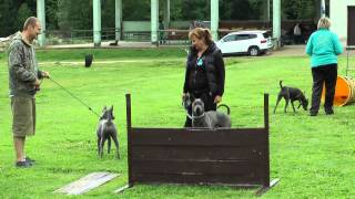 3 THAI ridgeback DAY  Agility training [upl. by Tosch]