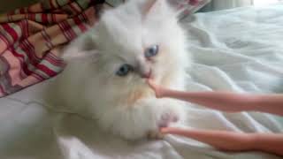 قطة فارسية SHIRAZI PERSIAN CAT [upl. by Naujid]