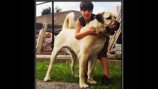 KANGAL ANATOLIAN SCHEPPER KANGAL SATILIK TE KOOP BUY [upl. by Maer]