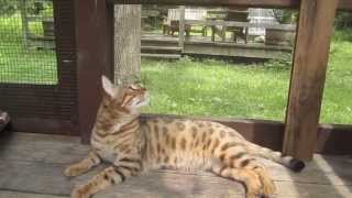 Bengal cat chattering and chirping at a fly [upl. by Nnylekoorb449]