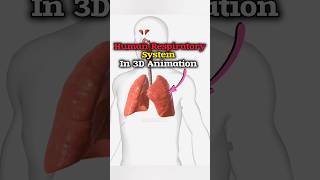 Human Respiratory System in 3D Animation 🫁shortrespiratorysystem [upl. by Atoel]