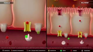 Maltofer® iron polymaltose Mechanism of Action [upl. by English85]