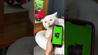 Oiia oiia cats behaviors shortvideo funny funnypetschannel yourcat cat oiiaoiia pets [upl. by Judie962]