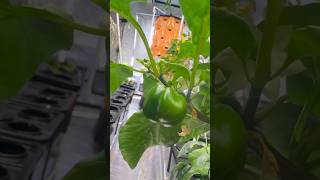 Yield Per Pepper Plant Aeroponics Hydroponics TheFreshPrincess GrowYourOwn IndoorGarden [upl. by Ynar410]