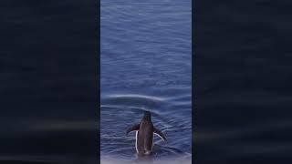 Penguins Decide to Go For A Swim In Antarctica [upl. by Rothwell]