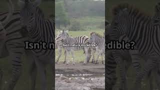 The AMAZING Reason Why Zebras are Striped 🦓 [upl. by Secnarf]