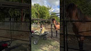 The alfalfa 🌱 is heavy 🥵 farming farmandranch horseriding ranch horse ranchlifestyle funny [upl. by Kurr]