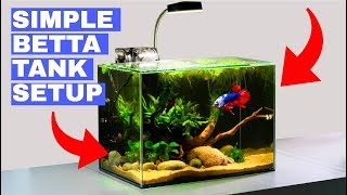 Building a Simple Betta Tank TUTORIAL [upl. by Ahtamat]