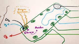 eSVT La photosynthèse équation bilan et schéma [upl. by Nowahs]