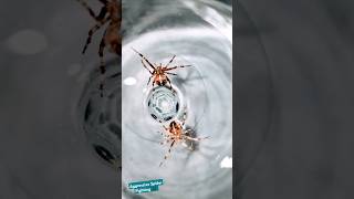 Aggressive Spider Fight 🕷 spiderfighting spiderfight gagambafight spider gagamba aggressive [upl. by Ardnajela959]