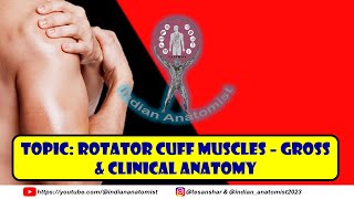 Clinical Anatomy of the Rotator Cuff Muscles  A Students Guide [upl. by Juback]