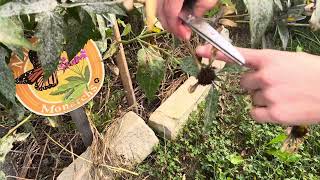 How to harvest False Sunflower  Smooth Oxeye Heliopsis helianthoides seeds [upl. by Aloin221]