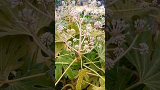 Fatsia japonica Variegata 🤩fatsia plants nature flowers kwiaty [upl. by Iroc848]