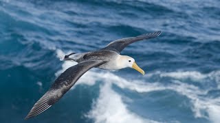 Karat  Albatros [upl. by Neira]