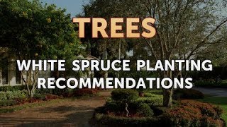 White Spruce Planting Recommendations [upl. by Steep]