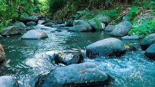 Relaxing birds amp water sounds nature river sounds for sleep meditation relaxation flowing water [upl. by Charmian]