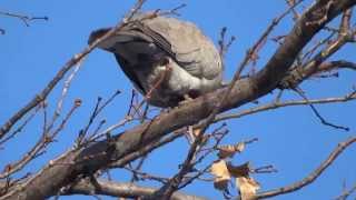 Eurasian Collared Dove Streptopelia decaoctoКольчатая горлица [upl. by Millie151]