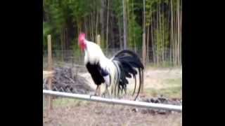 Rooster Wake Up Call [upl. by Rodi]