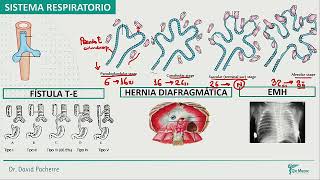 Sistema Respiratorio Sistema Cardiovascular [upl. by Monk]