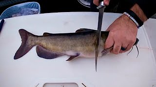 How to Fillet Clean a Catfish [upl. by Eulau]