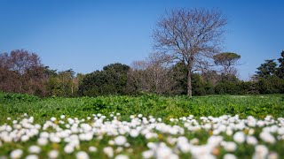 Villa Pamphilj in Rome Italy  Walking Tour [upl. by Zerk]