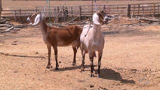 Criação de cabras leiteiras desperta pecuaristas no interior do Piauí [upl. by Abebi]