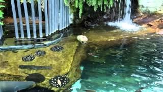 カピバラ茶々丸の水泳タイム【なかがわ水遊園】Capybara in nakagawa aquarium [upl. by Slosberg]