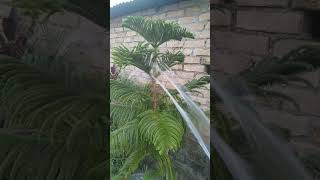 How to care ARAUCARIA Christmas tree plant 😍😘 please like and subscribe my channel please [upl. by Claudell]