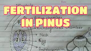 Fertilisation in Pinus  Gymnosperms [upl. by Dolf]