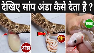 देखिए सांप अंडा कैसे देता है   How Snakes Lay Their Eggs  Cobra Laying Eggs Video [upl. by Oran767]