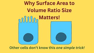 Why Cell Surface Area to Volume Ratio Size Matters [upl. by Ardith]