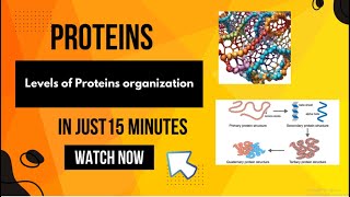 Levels of Protein Organization  Protein Structure amp Folding [upl. by Iey]