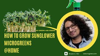 How to grow Sunflower microgreens at home A StepbyStep Guide 2024 [upl. by Juana]