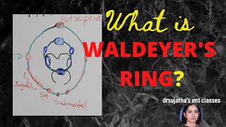 169Waldeyers Ring anatomy waldeyers ring shortnotes in medicine tonsillitis lymphsystem [upl. by Yeorgi]