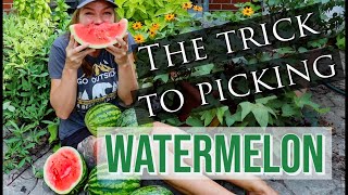 When to Harvest Watermelon Pick Perfectly Ripe Melons Every Time [upl. by Dorella]